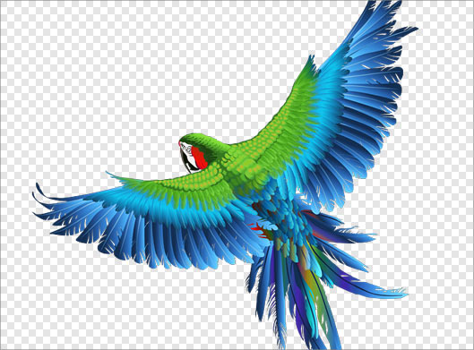 فایل png طوطی زیبا در حال پرواز بصورت دوربری شده