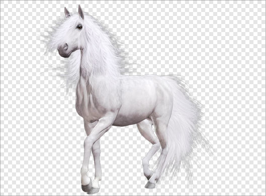 دانلود فایل png اسب سفید بصورت ترانسپرنت دوربری شده