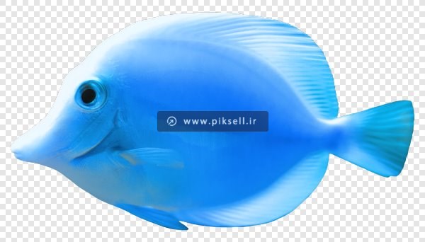 دانلود فایل دوربری شده ماهی آبی بصورت ترانسپرنت