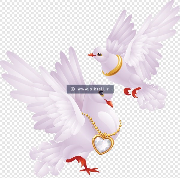 فایل Png دوربری شده و ترانسپرنت کبوترهیا سفید عاشق و حلقه و گردنبند ازدواج (کبوترهای نماد ازدواج)