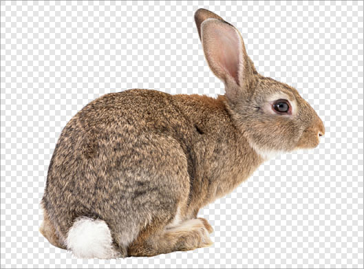 دانلود فایل png دوربری شده و ترانسپرنت خرگوش