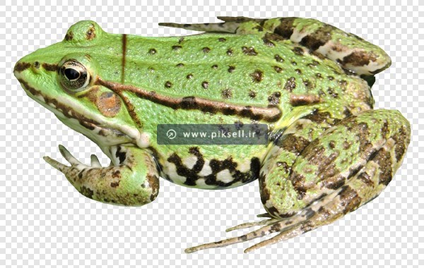 فایل png تصویر دوربری شده و ترانسپرنت وزغ یا قورباغه سبز