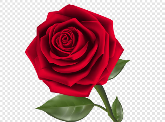 فایل png دوربری شده و ترانسپرنت گل رز قرمز