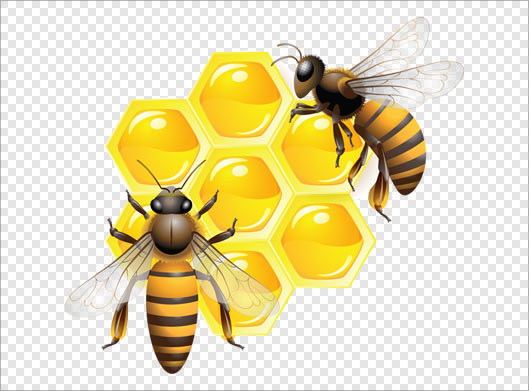 دانلود فایل png دروبری شده زنبورهای عسل و کندوی عسل