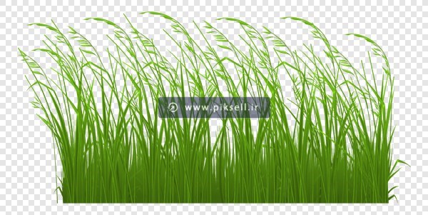 فایل png تصویر دوربری شده و ترانسپرنت چمن زار و علوفه های سبز