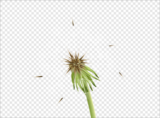 دانلود فایل دوربری شده و ترانسپرنت گل قاصدک با پسوند png