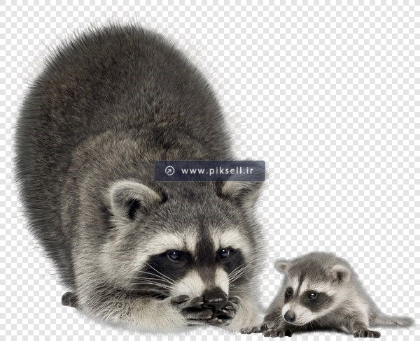 فایل دوربری شده و ترانسپرنت راکون با فرمت png