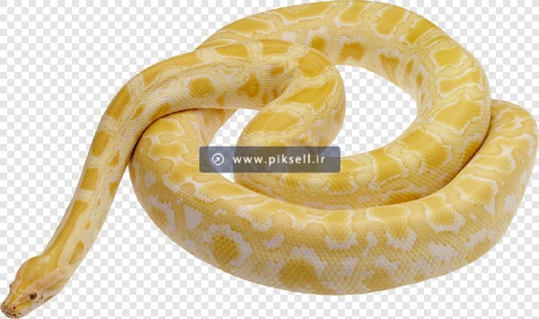 فایل png ترانسپرنت و دوربری شده مار زرد سمی