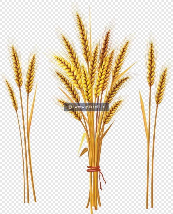 دانلود فایل png خوشه های طلایی گندم با کیفیت بالا
