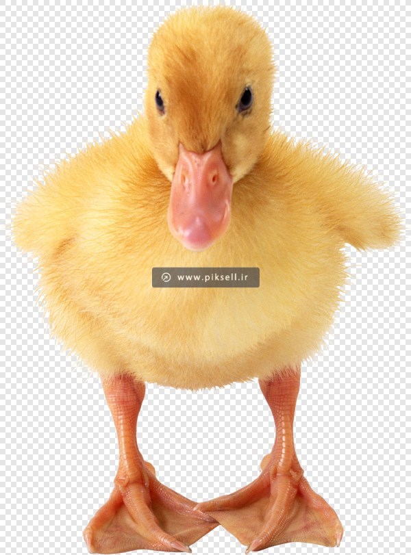 فایل png دوربری شده و ترانسپرنت اردک و جوجه اردک زرد