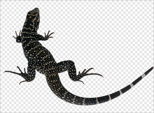 فایل png دوربری شده سمندر یا مارمولک سیاه