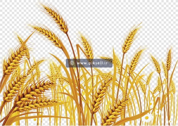 دانلود تصویر دوربری شده و ترانسپرنت گندمزار و خوشه های طلایی گندم با فرمت png