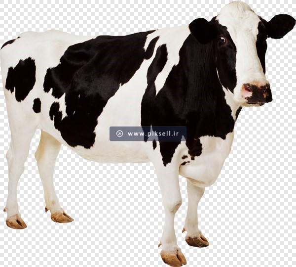 فایل png دوربری شده و ترانسپرنت گاو خالخالی شیرده