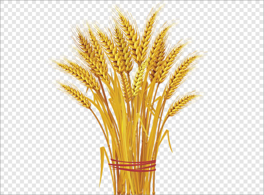 فایل ترانسپرنت دوربری شده دسته خوشه های گندم طلایی با فرمت png