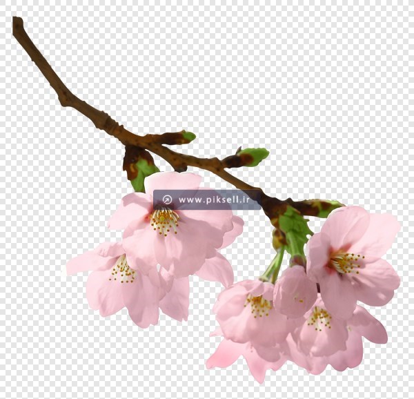 فایل png دوربری شده و ترانسپرنت شکوفه صورتی بهاری