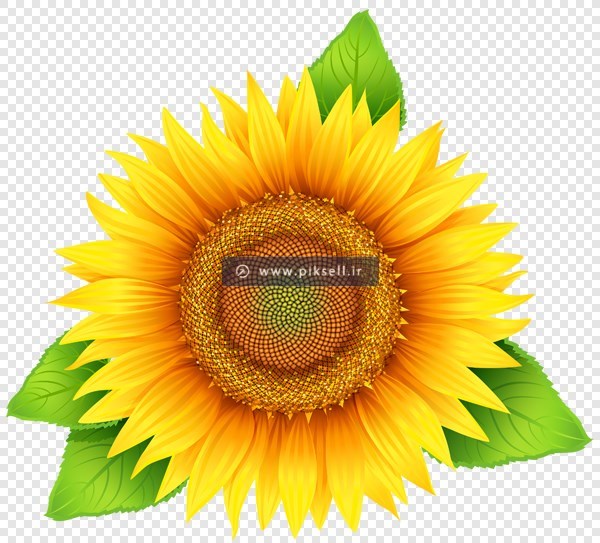 فایل Png ترانسپرنت و دوربری شده گل آفتابگردان زرد