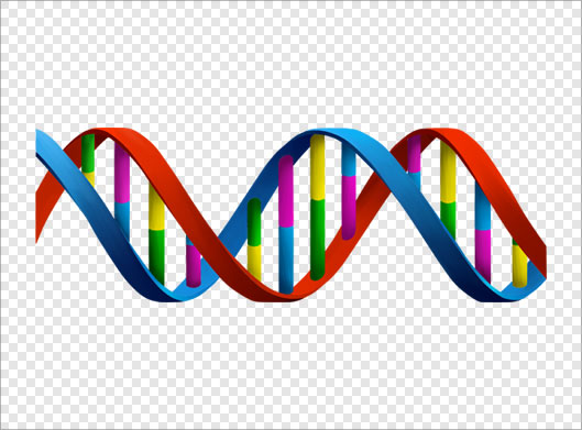 فایل ترانسپرنت دوربری شده DNA (دی ان ای) بصورت گرافیکی با فرمت PNG