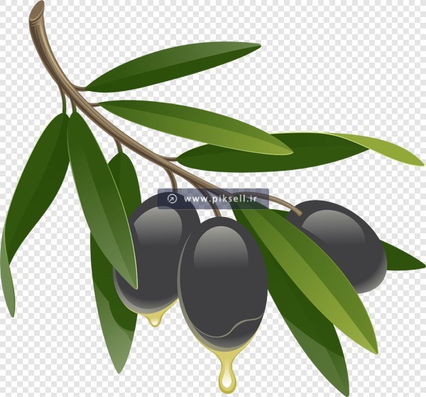 تصویر دوربری شده شاخه درخت زیتون سیاه و برگ با فرمت png
