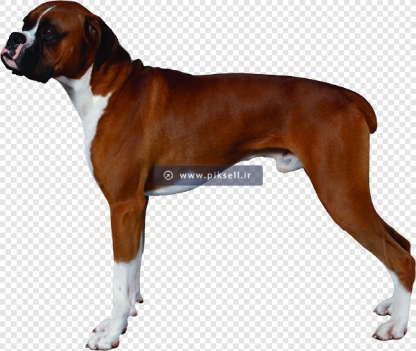 فایل ترانسرپنت دوربری شده سگ بولداگ با پسوند png