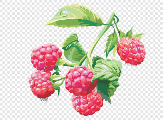 فایل دوربری شده و ترانسپرنت تمشک با فرمت png