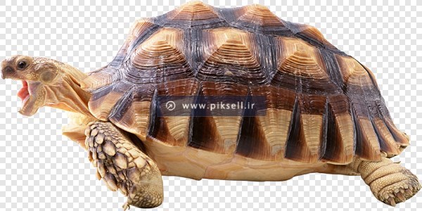 دانلود فایل png ترانسپرنت و دوربری شده لاکپشت