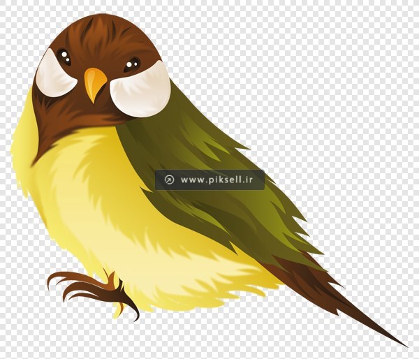 فایل دوربری شده و ترانسپرنت گنجشک و پرنده و قناری با فرمت png
