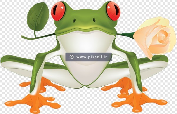 فایل png تصویر دوربری شده و ترانسپرنت وزغ و قورباغه سبز و گل رز در دهان (وزغ عاشق)