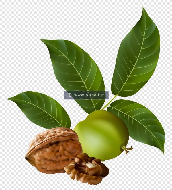 دانلود تصویر ترانسپرنت دوربری شده گردوی تر و خشک با فرمت png