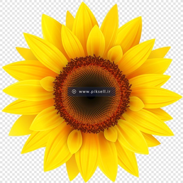 دانلود فایل png دوربری شده گل آفتابگردان با کیفیت بالا