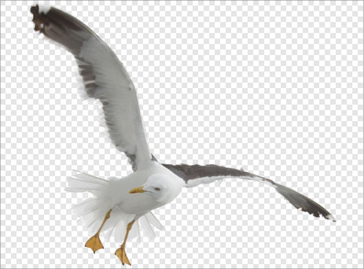 فایل Png پرنده دریایی (مرغ دریایی) در حال پرواز