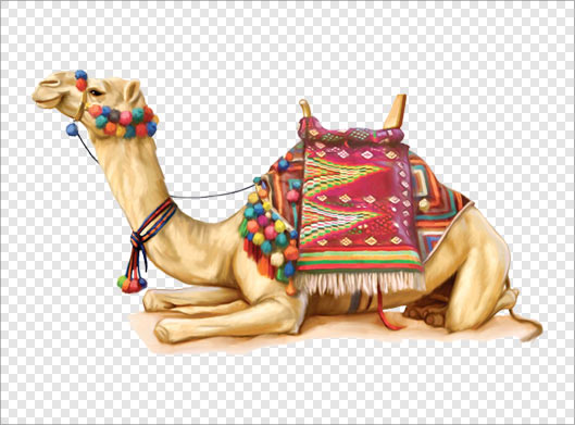 فایل ترانسپرنت دوربری شده شتر و کجاوه نشسته با فرمت png