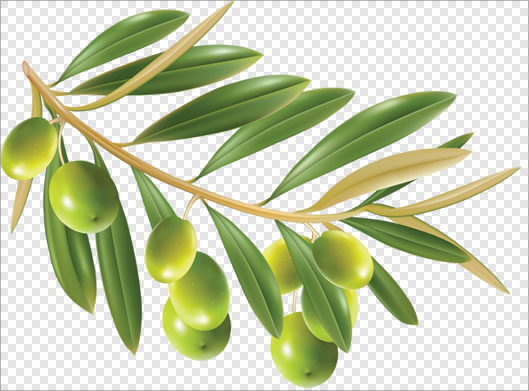 فایل png دوربری شده زیتونهای سبز و شاخه و برگ