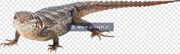 دانلود تصویر دوربری شده و ترانسپرنت مارمولک و تمساح با فرمت png