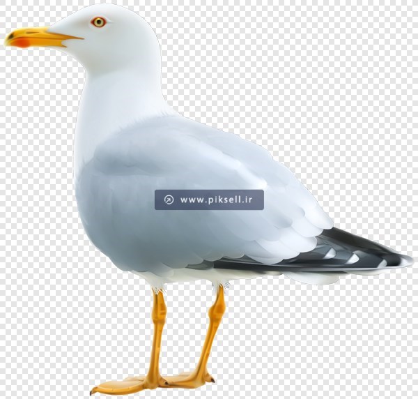 دانلود فایل png ترانسپرنت پرنده دریایی  (مرغ دریایی یا مرغ ماهیخوار)