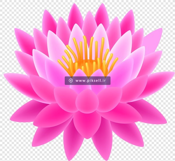 فایل png ترانسپرنت و دوربری شده گل نیلوفر صورتی