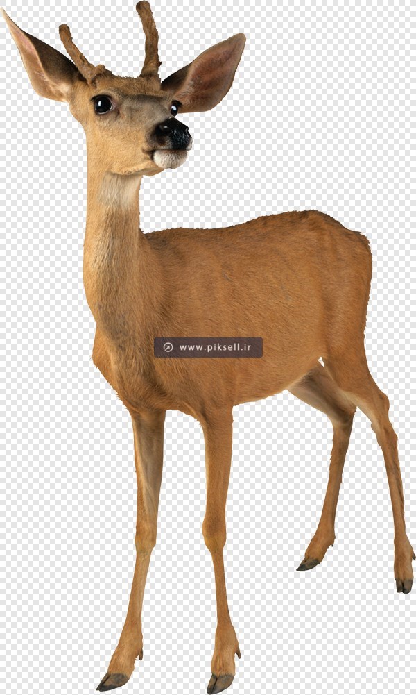 دانلود فایل PNG بدون بکگراند آهو و غزال با کیفیت بالا