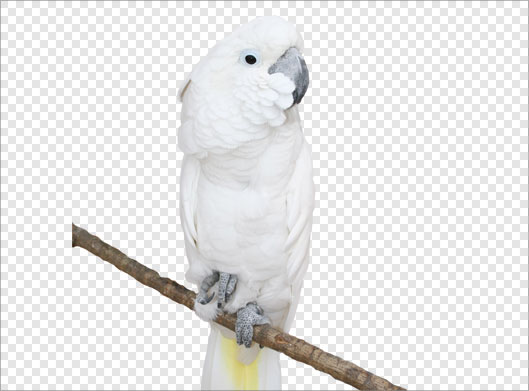 فایل ترانسپرنت دوربری شده طوطی سفید با فرمت png