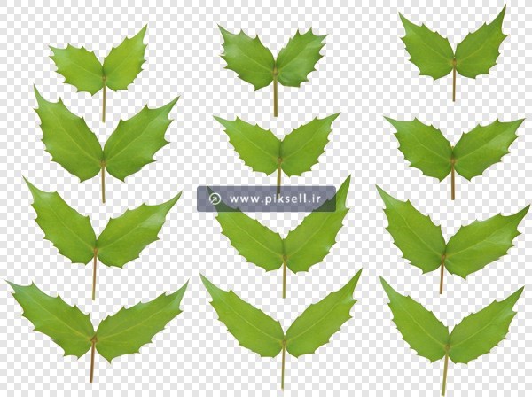 دانلود فایل png تصویر دوربری شده برگهای سبز
