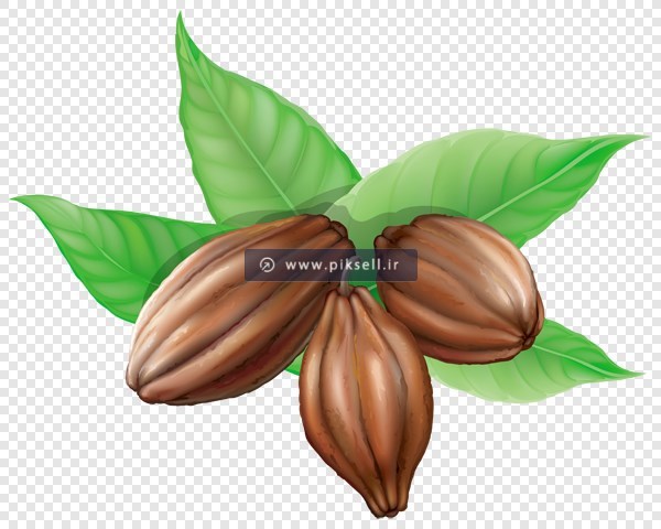 تصویر دوربری شده میوه کاکائو و برگ سبز با پسوند png