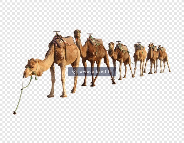 فایل دوربری شده و بدون زمینه کاروان شترها با فرمت png