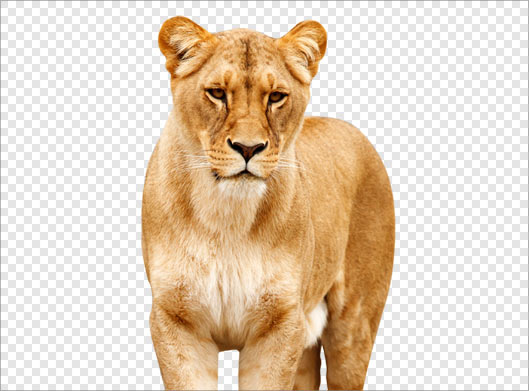 دانلود طرح دوربری شده و ترانسپرنت شیر جنگل با فرمت png