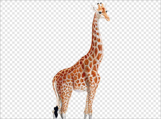 فایل دوربری شده و ترانسپرنت زرافه قد بلند با پسوند png