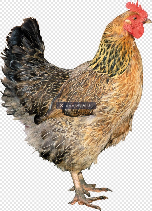 فایل png تصویر دوربری شده مرغ (ترانسپرنت)