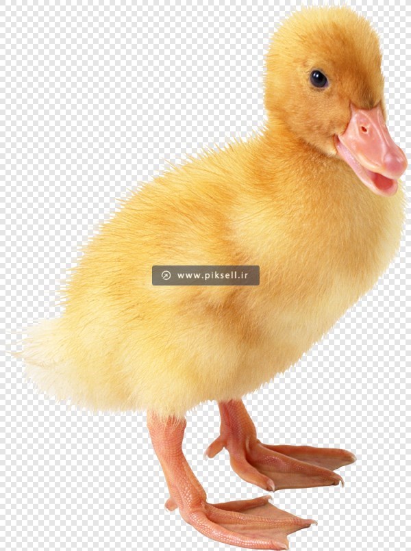 فایل دوربری شده و ترانسپرنت جوجه اردک زرد با پسوند png