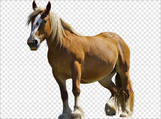 فایل png اسب پاکوتاه زیبا بصورت دوربری شده و ترانسپرنت