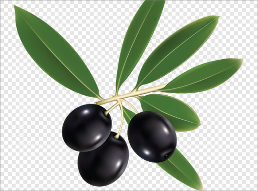 تصویر دوربری شده زیتون سیاه با برگ با فرمت png