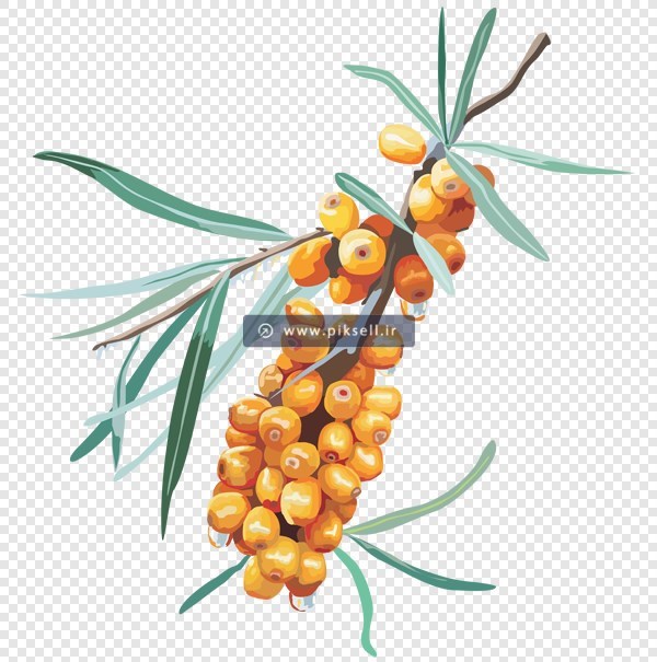 فایل png تصویر دوربری شده و ترانسپرنت شاخه زالزالک