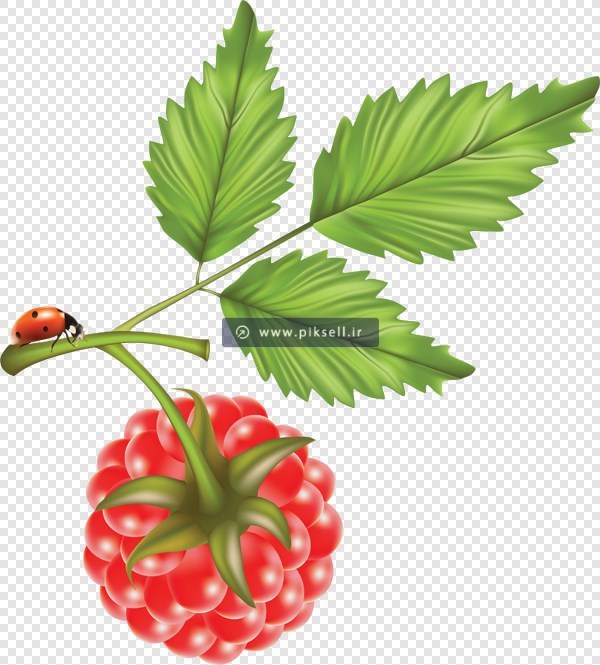 کاراکتر کارتونی با طرح تمشک بصورت png دوربری شده