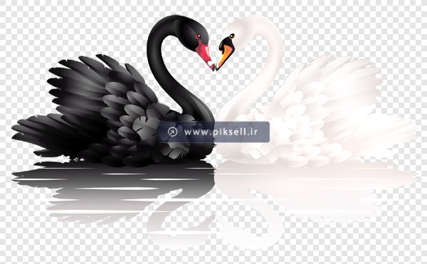 فایل png ترانسپرنت دوربری شده دو قوی عاشق سیاه و سفید