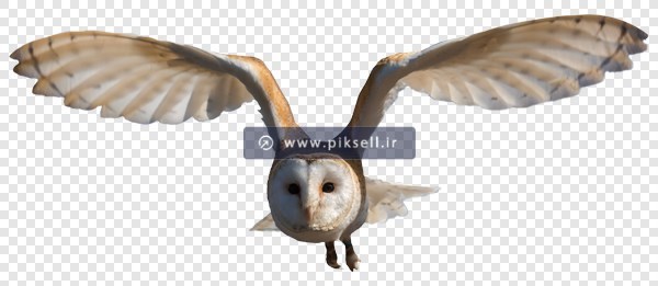 دانلود فایل png تصویر دوربری شده جغد در حال پرواز